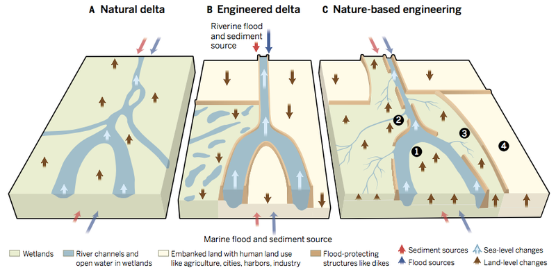 Illustration for article titled How Coastal Cities Are Preparing for Cataclysmic Floods